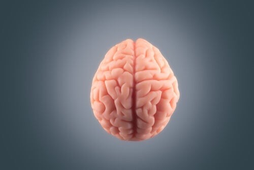 Hjerne på en grå baggrund 