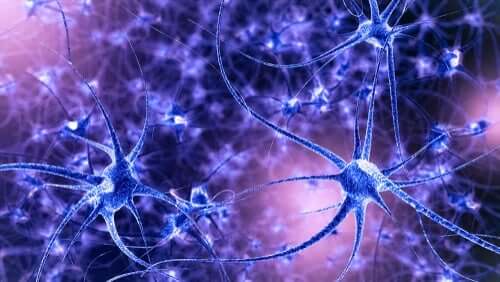 neuroner spiller en rolle for hjernens plasticitet
