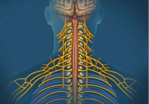 Det somatiske nervesystem: Karaktertræk og funktioner