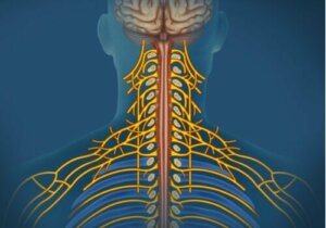 Det somatiske nervesystem: Karaktertræk og funktioner