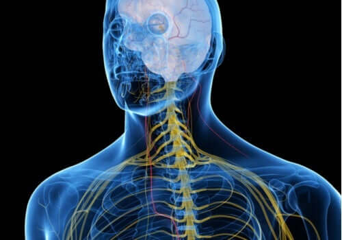 Det somatiske nervesystem ses i menneske