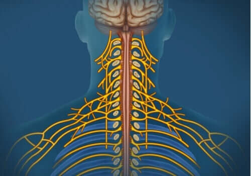 Det somatiske nervesystem: Karaktertræk og funktioner