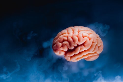 Alt om hjernens anatomi: En fascinerende del af kroppen
