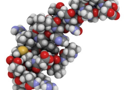 Orexins rolle for søvn og appetit