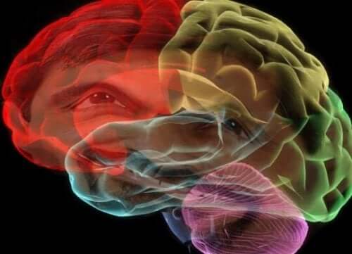 farvet animation af hjerne