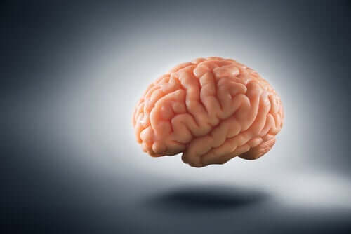 et foto af hjernen