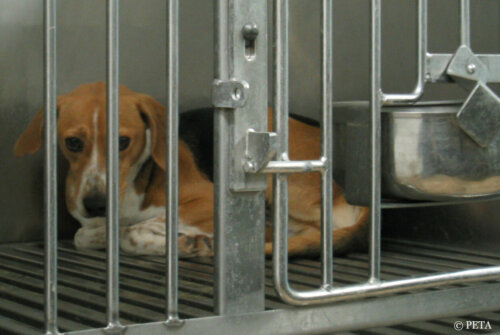 Hvad handler polemikken om dyreforsøg egentlig om?