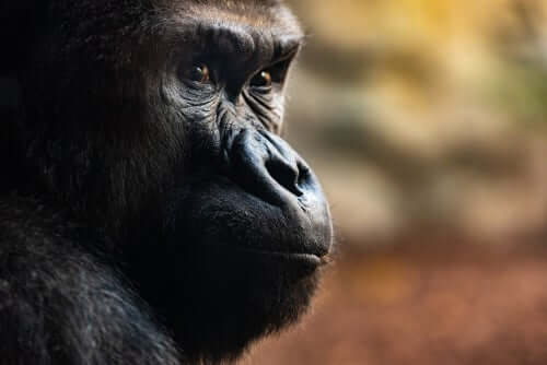 Tre utrolige dødsritualer hos gorillaer