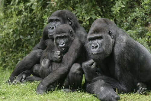 en flok gorillaer