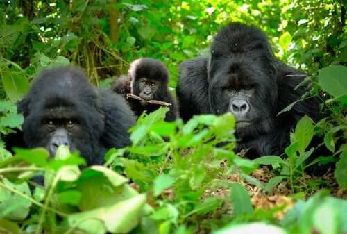gorillaer i skoven