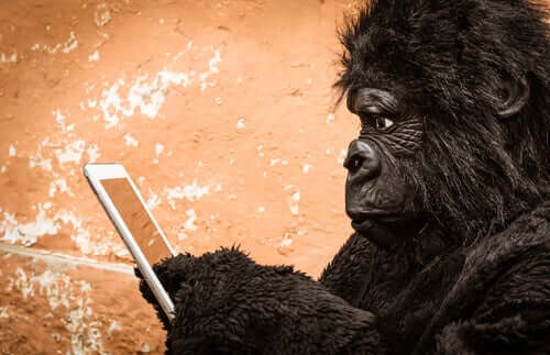 En gorilla bruger en mobiltelefon