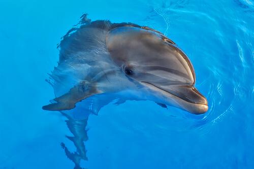 Delfinassisteret terapi: Fordele og kontroverser