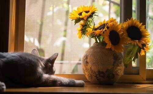 Kat i vindue ved siden af solsikker