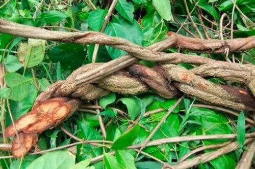 Myter og fakta om ayahuasca