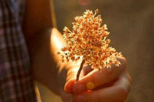 Hånd, der holder en blomst