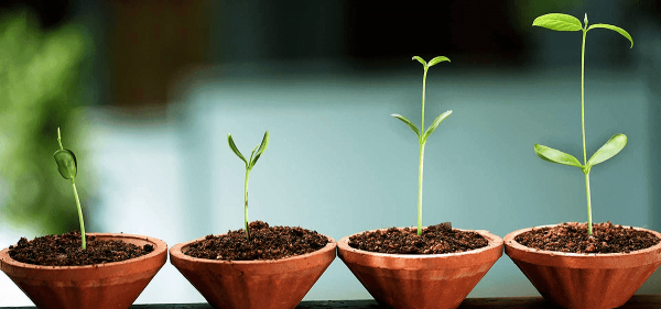 Unge planter i potter som symbol for væksten under integreret psykologi