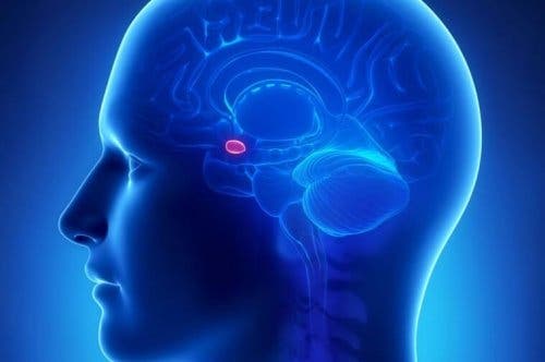 Figur viser amygdala