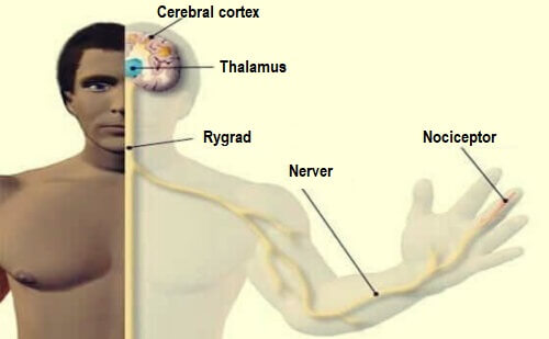 Vi har forskellige typer nociceptorer i kroppen