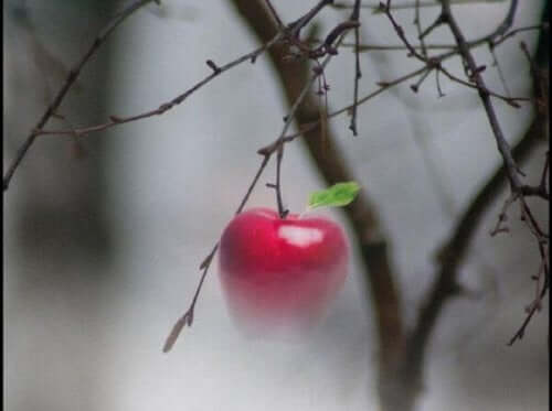 Et æble på en gren