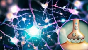 Glutamat: En multifunktionel neurotransmitter