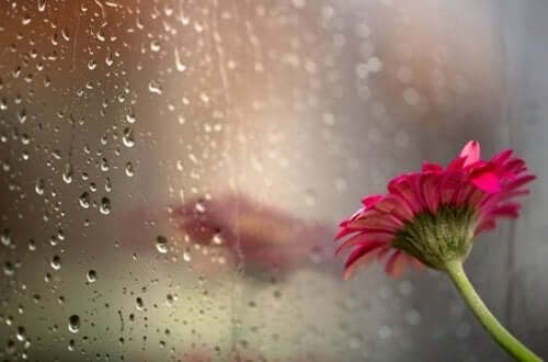 Blomst mod regnfyldt vindue