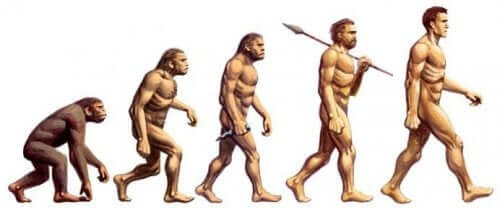 Menneskelig evolution fra abe til menneske