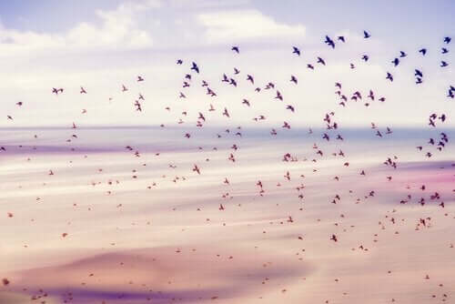 Fugle flyver frit