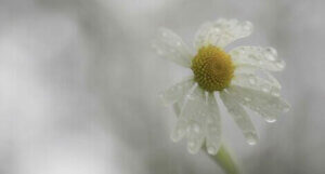 Modgang gør dig ikke altid mere modstandsdygtig