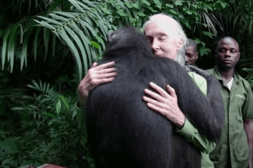 Jane Goodall - en global ekspert og aktivist