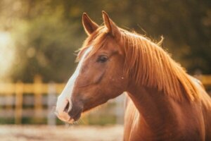 Frygt for heste eller hippofobi