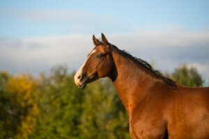 Kloge Hans - hesten, der kunne matematik