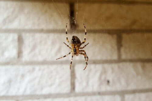 En edderkop, der laver et spind