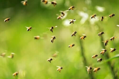 Frygt for bier: Mange bier, der flyver