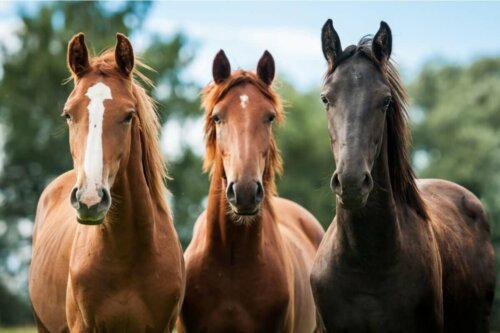 Tre heste ved siden af hinanden