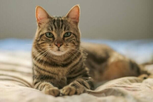 Kat, der ligger på en seng