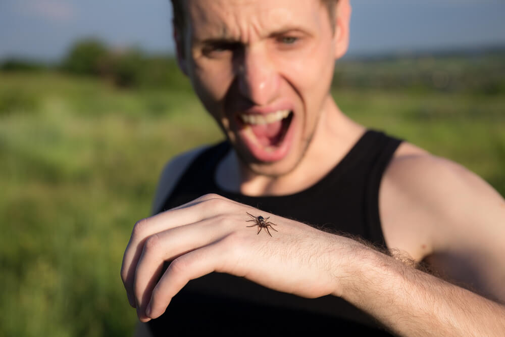 Araknofobi: Frygt for edderkopper