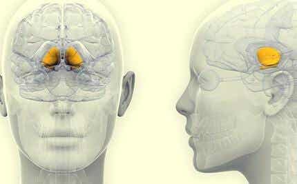 Område i hjerne markeret med gul farve