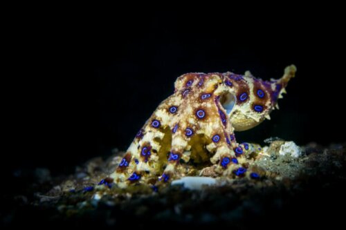 En blåringet blæksprutte
