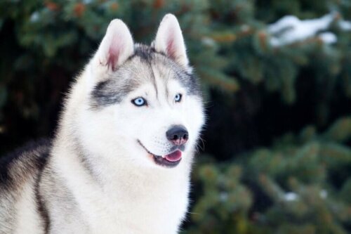 En siberian husky