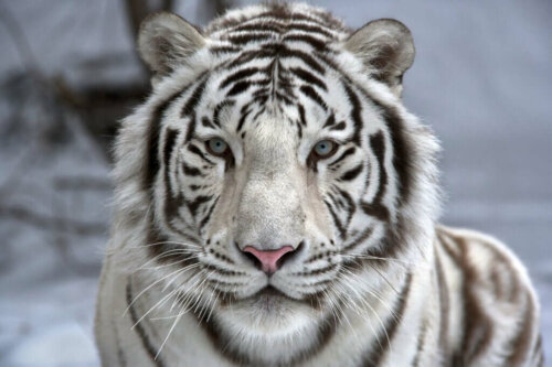Hvid tiger er på listen over de smukkeste dyr i verden