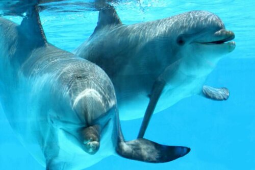 Delfiner eller øresvin