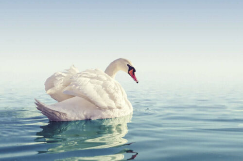 Svanen ses som et af de smukkeste dyr i verden