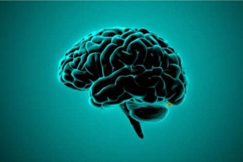 Hvad siger neurovidenskaben om voldelige menneskers hjerner?