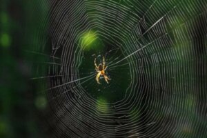 Hvad betyder det, når du drømmer om edderkopper?