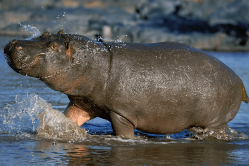 Flodhesten er et af de farligste dyr i verden