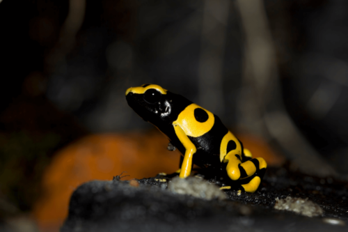 En giftfrø