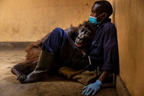 Gorillaen Ndakasi forlader denne verden i armene på sin plejer