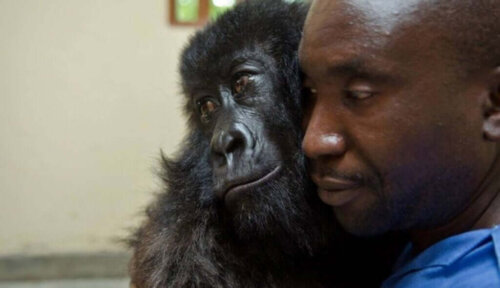 Gorillaen Ndakasi med sin dyrepasser