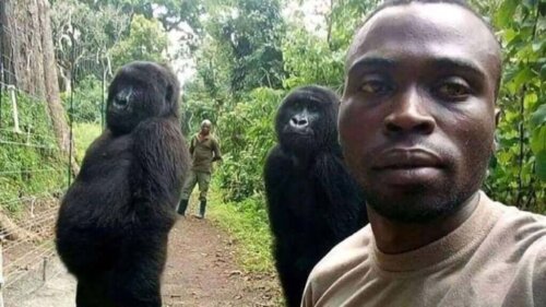Gorillaer med en dyrepasser