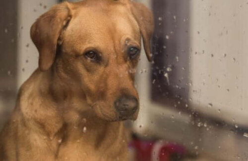 Trist hund bag regnfyldt vindue